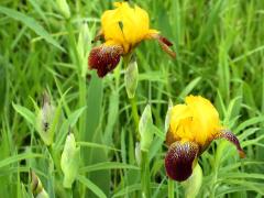 (Hybrid Iris) (Hybrid Iris)