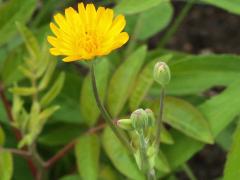 (Two-Flowered Cynthia) (Two-Flowered Cynthia)