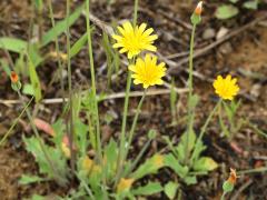 (Dwarf Dandelion) (Dwarf Dandelion)