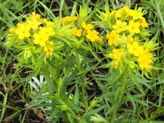 (Hairy Puccoon) (Hairy Puccoon)