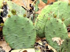 (Eastern Pricklypear) colony (Eastern Pricklypear) colony
