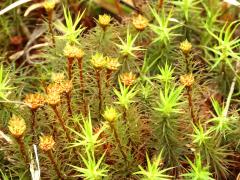 (Polytrichum Haircap Moss) antheridia (Polytrichum Haircap Moss) antheridia