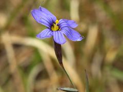 (Eastern Blue-eyed Grass) flower (Eastern Blue-eyed Grass) flower