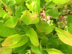 (Lowbush Blueberry) (Lowbush Blueberry)