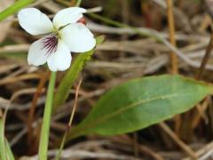 (Lance-Leaved Violet) (Lance-Leaved Violet)