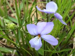 (Birdfoot Violet) (Birdfoot Violet)
