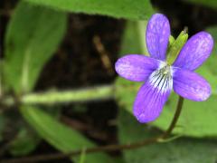 (Arrow-Leaved Violet) (Arrow-Leaved Violet)