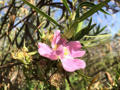 (California Rose)
