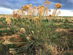 (Rubber Rabbitbrush) (Rubber Rabbitbrush)