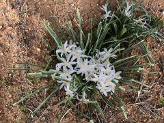 (Common Starlily) (Common Starlily)