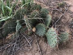 (Prickly Pear Cactus) (Prickly Pear Cactus)