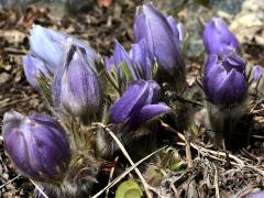 (Prairie Pasqueflower) colony (Prairie Pasqueflower) colony