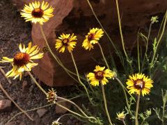 (Blanket Flower) (Blanket Flower)