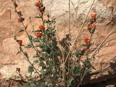 (Globemallow) (Globemallow)