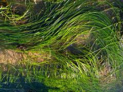 (Torrey's Surfgrass) colony (Torrey's Surfgrass) colony