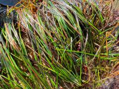 (Torrey's Surfgrass) leaves (Torrey's Surfgrass) leaves