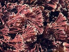 (Well-forked Coralline) colony (Well-forked Coralline) colony