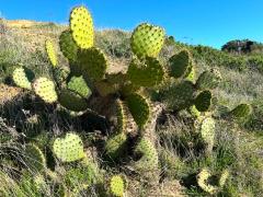 (Chaparral Pricklypear) colony (Chaparral Pricklypear) colony