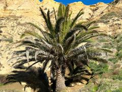 (Canary Island Palm) tree (Canary Island Palm) tree