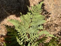 (Common Bracken) leaves (Common Bracken) leaves
