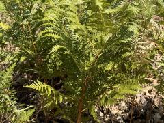 (Common Bracken) plant (Common Bracken) plant