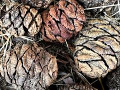(Giant Sequoia) female cones (Giant Sequoia) female cones