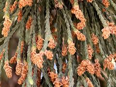 (Giant Sequoia) male cones (Giant Sequoia) male cones
