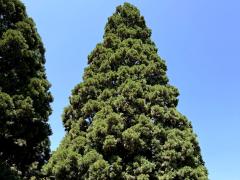 (Giant Sequoia) tree (Giant Sequoia) tree