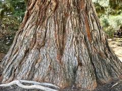 (Giant Sequoia) trunk (Giant Sequoia) trunk