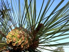 (Torrey Pine) female cones (Torrey Pine) female cones