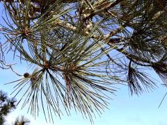 (Torrey Pine) leaves (Torrey Pine) leaves