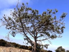 (Torrey Pine) tree (Torrey Pine) tree