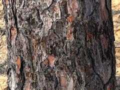 (Torrey Pine) trunk (Torrey Pine) trunk