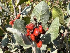 (Lemonade Berry) fruit (Lemonade Berry) fruit