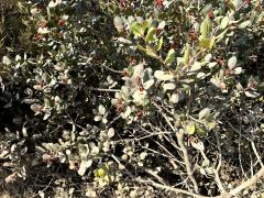 (Lemonade Berry) plant (Lemonade Berry) plant