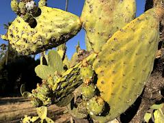 (Indian Fig Opuntia) leaves (Indian Fig Opuntia) leaves