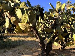 (Indian Fig Opuntia) plant (Indian Fig Opuntia) plant