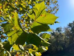 (American Sycamore) leaves (American Sycamore) leaves