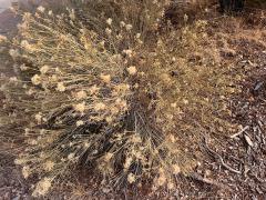 (Rubber Rabbitbrush) plant (Rubber Rabbitbrush) plant