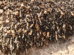 (Grimmia Dry Rock Moss) colony (Grimmia Dry Rock Moss) colony