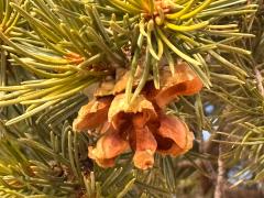 (Colorado Pinyon Pine) female cone (Colorado Pinyon Pine) female cone