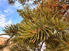 (Colorado Pinyon Pine) leaves (Colorado Pinyon Pine) leaves