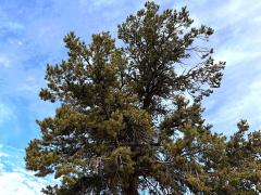 (Colorado Pinyon Pine) tree (Colorado Pinyon Pine) tree