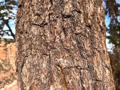 (Colorado Pinyon Pine) trunk (Colorado Pinyon Pine) trunk