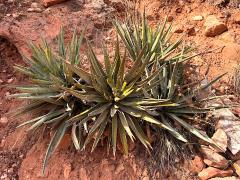 (Banana Yucca) colony (Banana Yucca) colony