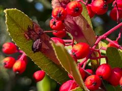 (Toyon) fruit (Toyon) fruit