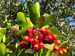 (Toyon) two fruit (Toyon) two fruit