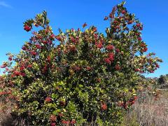 (Toyon) two shrub (Toyon) two shrub