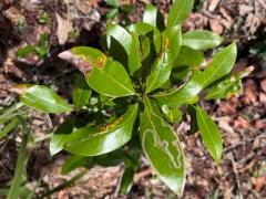 (Redbay) leaves (Redbay) leaves