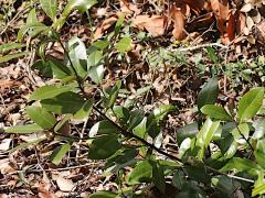 (Redbay) twig (Redbay) twig
